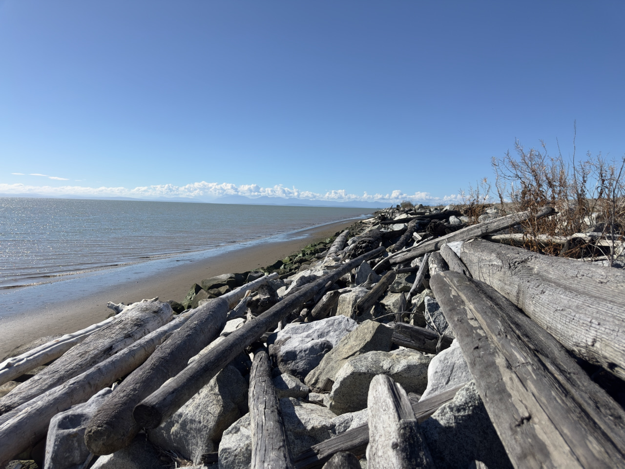 Driftwood logs piled on a rocky shoreline under a clear blue sky, low tide and distant mountains on the horizon
