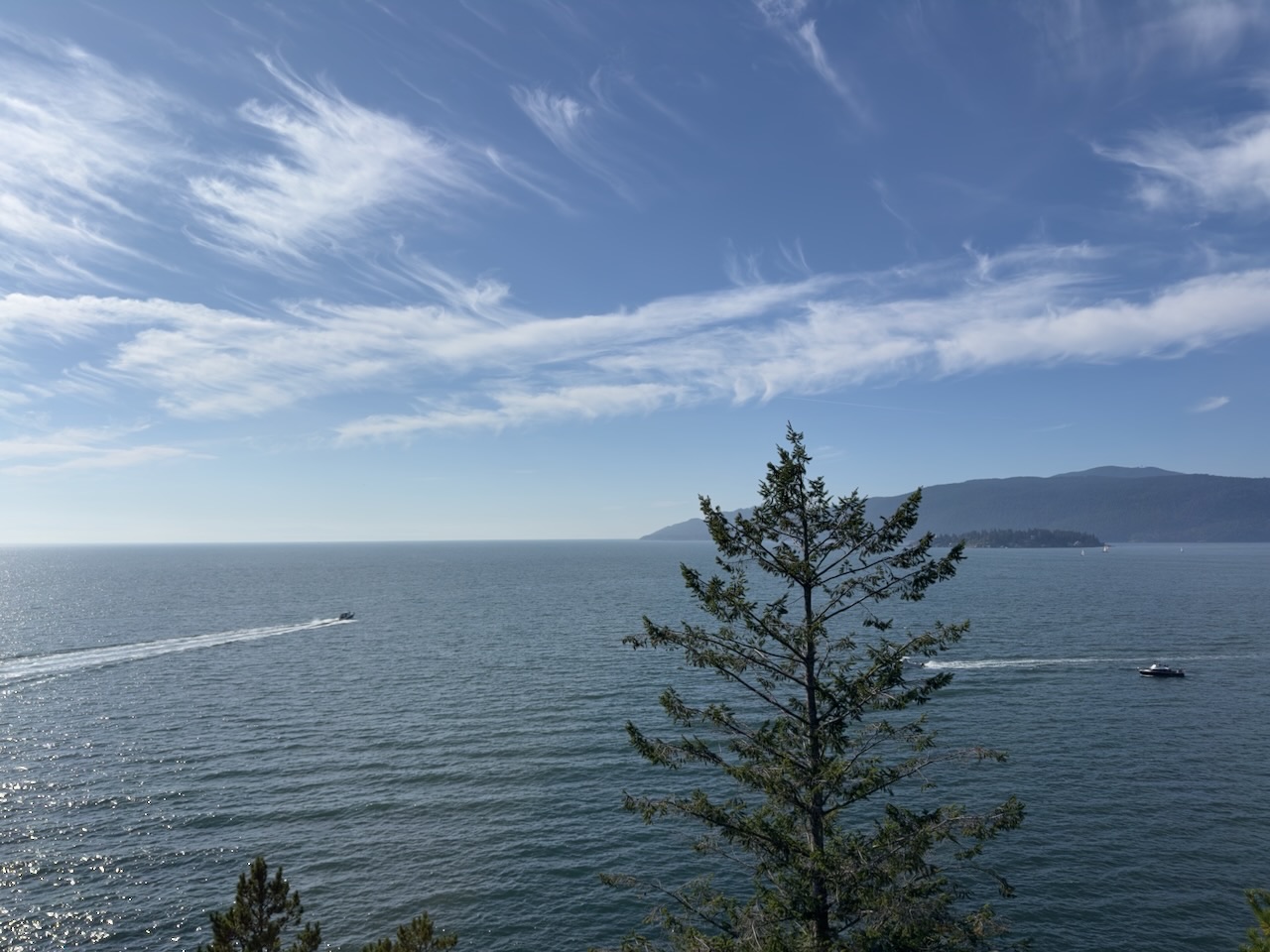 lone tree, open water